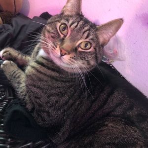 Meet your Posher, Bailey